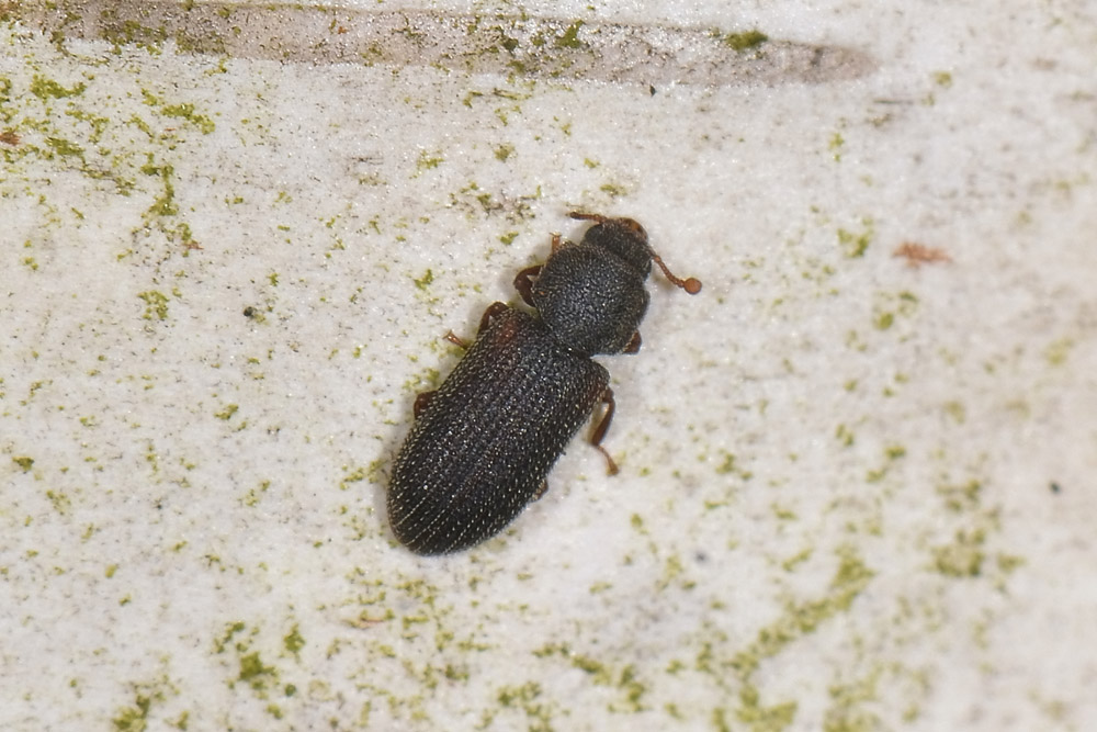 Synchita humeralis - Zopheridae, Colidiinae